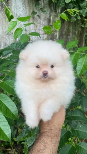 Spitz Alemão Fêmea Branca