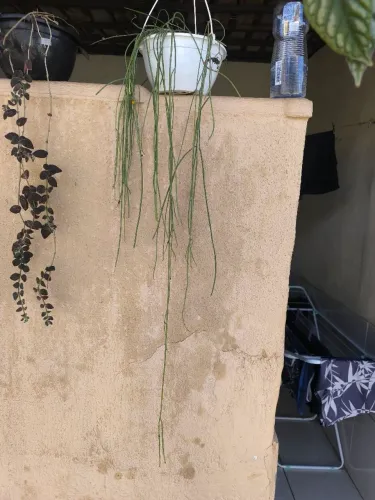 Planta Cacto macarrão pendente jiboia