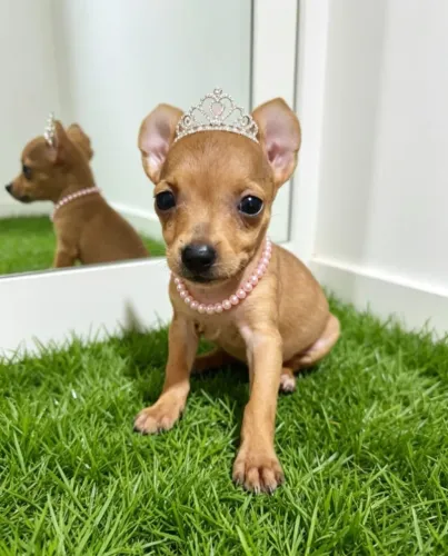 Princesa Pinscher Muito Especial