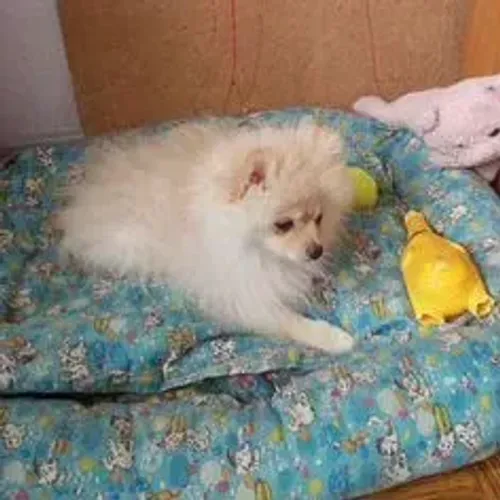 Spitz Alemão,Spitz Alemão Filhote Disponível Entrega Facilitada
