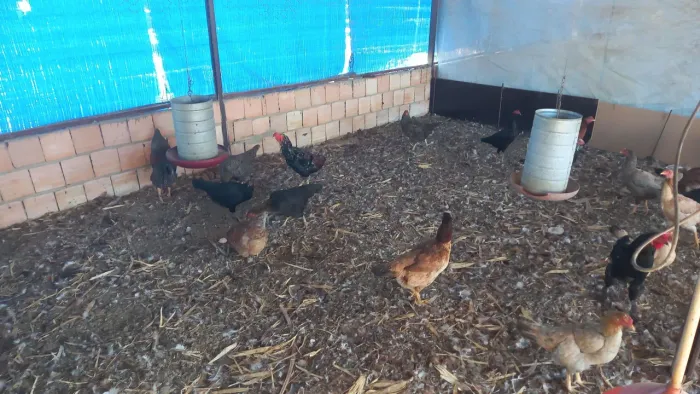 Galinhas caipira