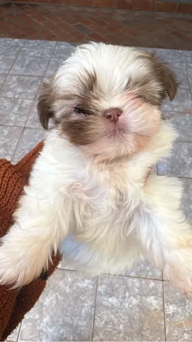 Filhote Shih Tzu fêmea