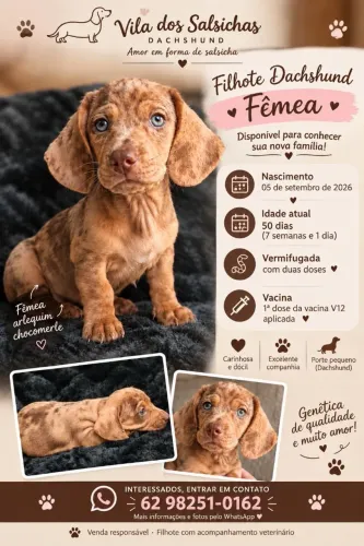 Dachshund (Salsichinha Mofadinho Bassê Cofap)