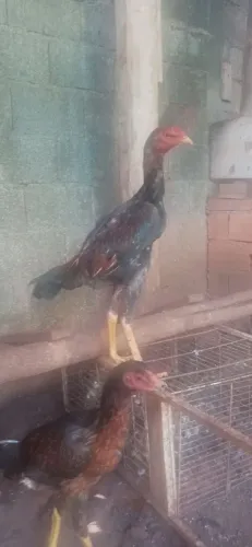 Frangos indio