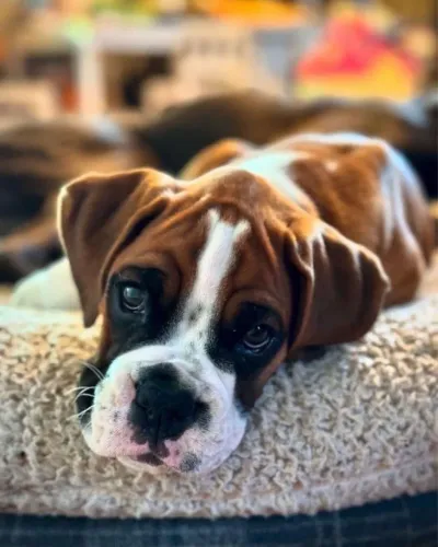 Filhotes De Boxer - Os Filhotes Mais Brincalhões Espera Por Um Lar Cheio De Carinho