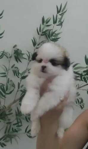 Bebê de Lulu da Pomerânia 