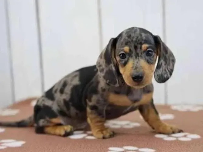 Basset Mini Dachshund Alerquim Legítimos 