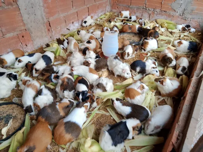 PORQUINHO DA ÍNDIA