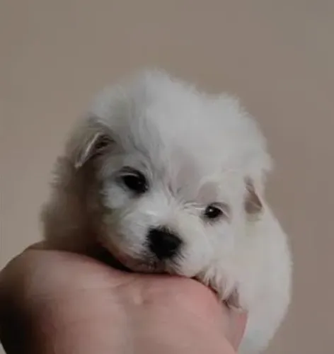 Maltês Mini Filhotinhos Baby Face Incríveis. 