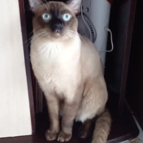 Doação  de gato siamês 