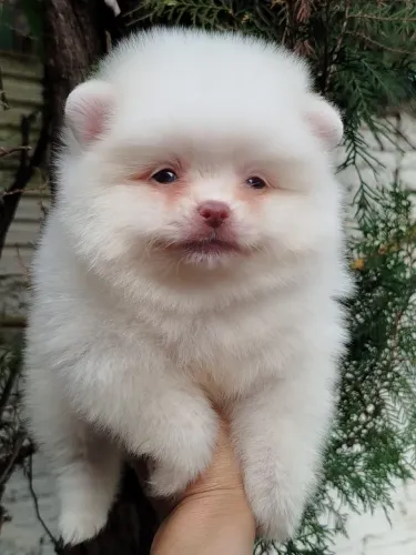 Spitz Alemão (Lulu da Pomerania) filhotes