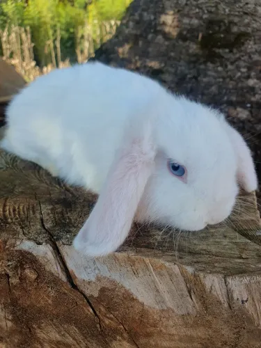 Mini Lop Uruguaio