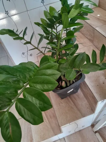 Plantas já pegadas