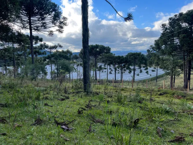 Terreno 6 hectares- próx. a vinícola Perico - São Joaquim