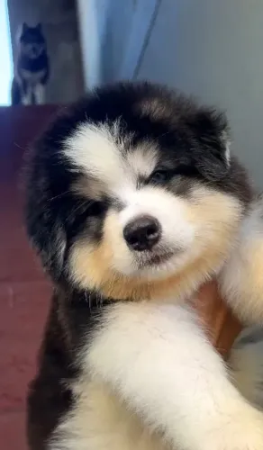 FILHOTES DE HUSKY SIBERIANO DISPONÍVEIS ?