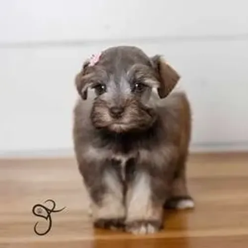 Schnauzer,Schnauzer Filhote Disponível Entrega Facilitada