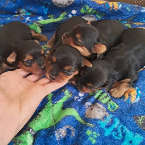 Yorkshire Terrier macho valor de revenda 