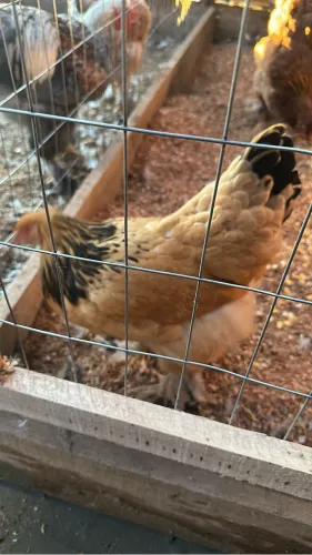 Ovos galados galinha Brahma