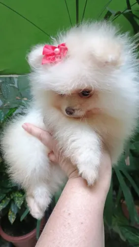 Lulu da Pomerânia fêmea