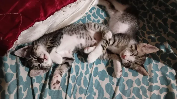 Gatinhos machos para adoção responsável