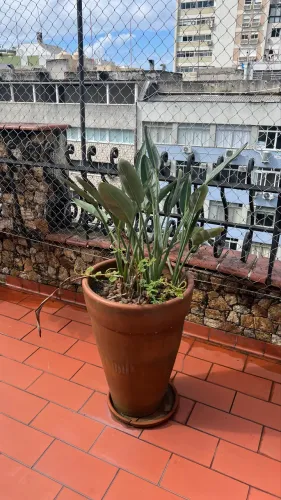 Planta com vaso alto de cerâmica