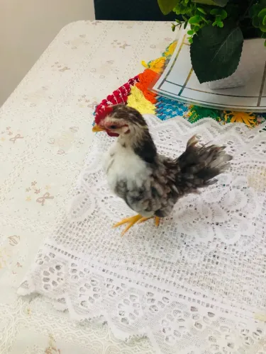 Galos e galinhas Seramas