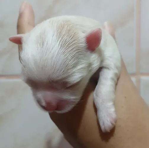 Vendo filhotes de Lulu da Pomerania com Shih-Tzu linhagem fígado.