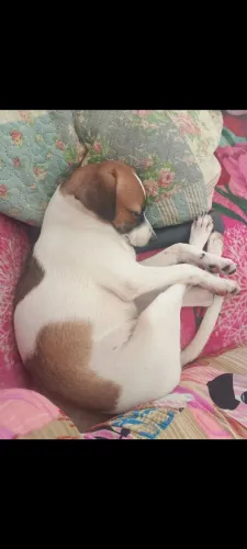 Para adoção