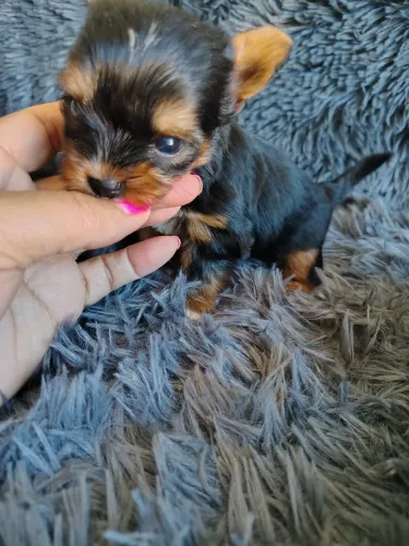 Raça yorkshire terrier
