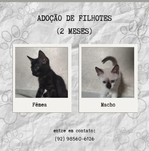 ADOÇÃO 
