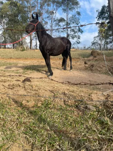 Égua preta de marcha picada
