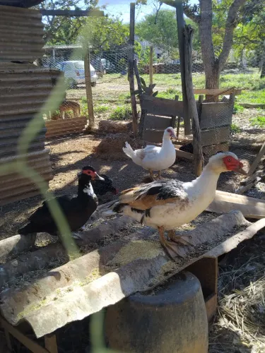 Vendo patos