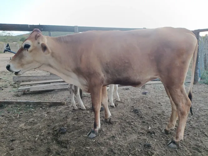 Vendo Novilha Jersolanda
