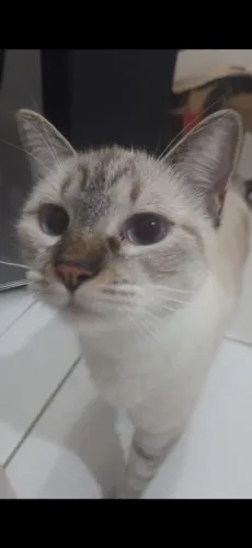 Gata Jovem para Adoção - Castrada, Vacinada, Vermifugada, sem FIV/FELV