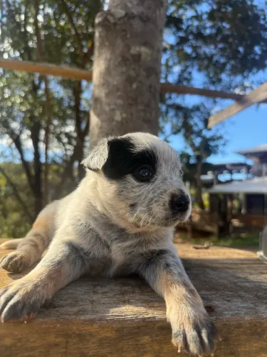VENDO FILHOTE BLUE HEELER 