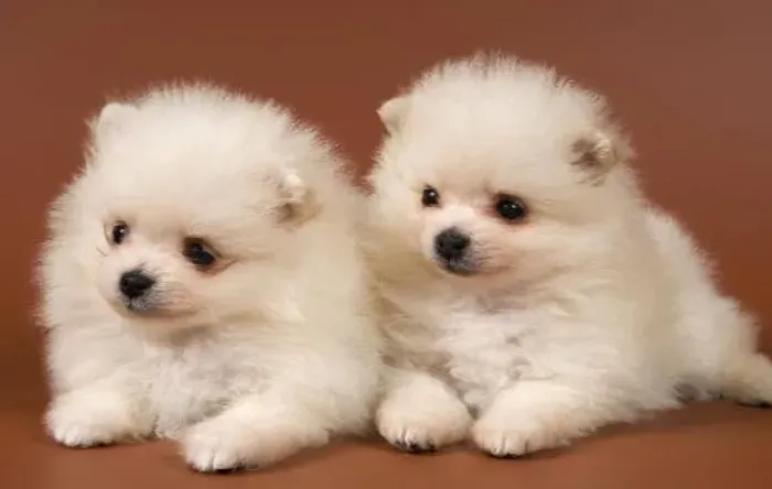 Lulu da Pomerânea Filhotes Anões Educados.