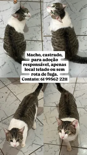 Gatos para adoção