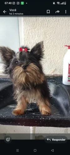 Lindos Yorkshire Terrier