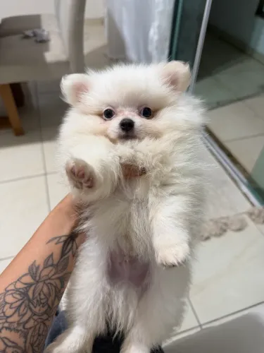 Spitz alemão/ Lulu da pomerania anãozinho