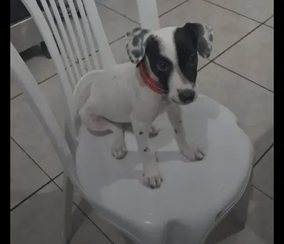 Adoção