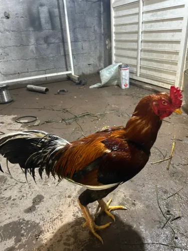 3 filhos de galo indio