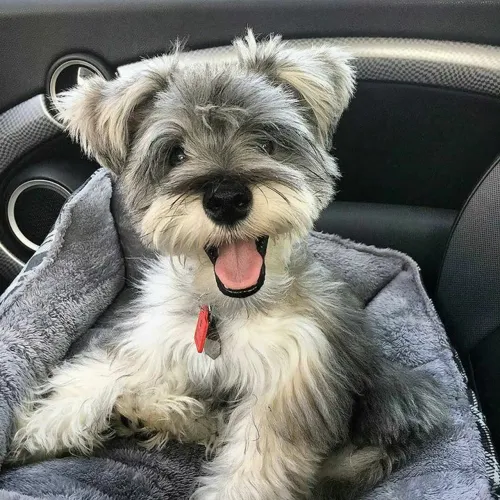 Schnauzer um cão leal e cheio de personalidade.