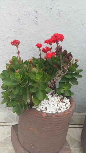 Planta