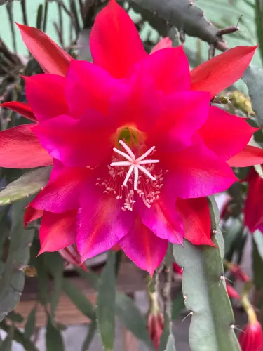 Vaso de Cacto Orquídea vermelho (Epiphyllum)