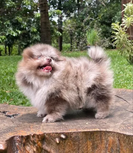 Doação de cachorros de raça porte pequeno