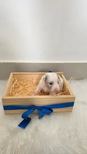 Border Collie - Blue Merle Tricolor (Macho)