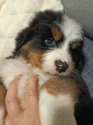 FILHOTE DE BERNESE