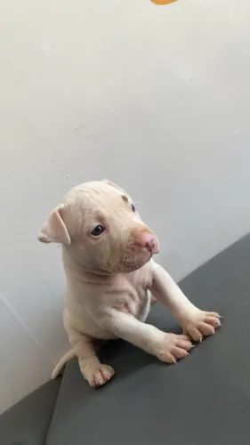 Pitbull fêmea branca, dois meses de vida