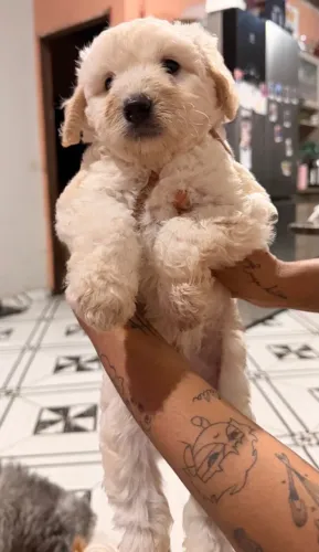 Poodle macho