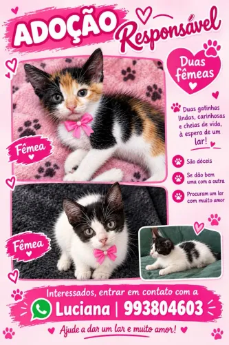 2 Gatas fêmea